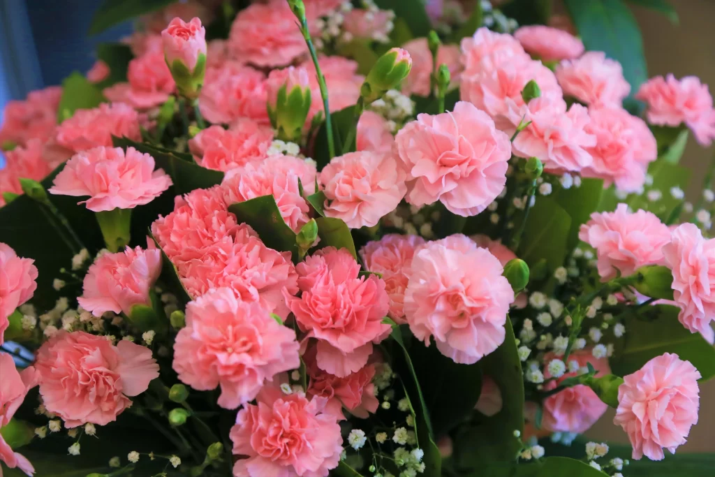 Pink Carnation Bouquet Petals Greenery