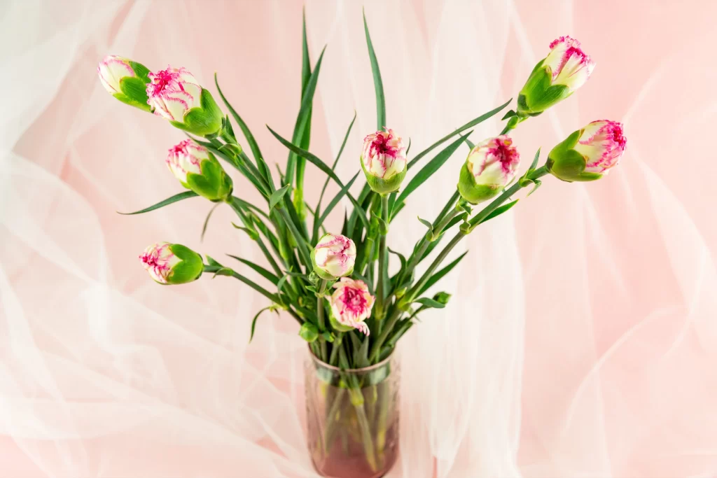 Pink Carnation Bud Petals Green Stems Vase