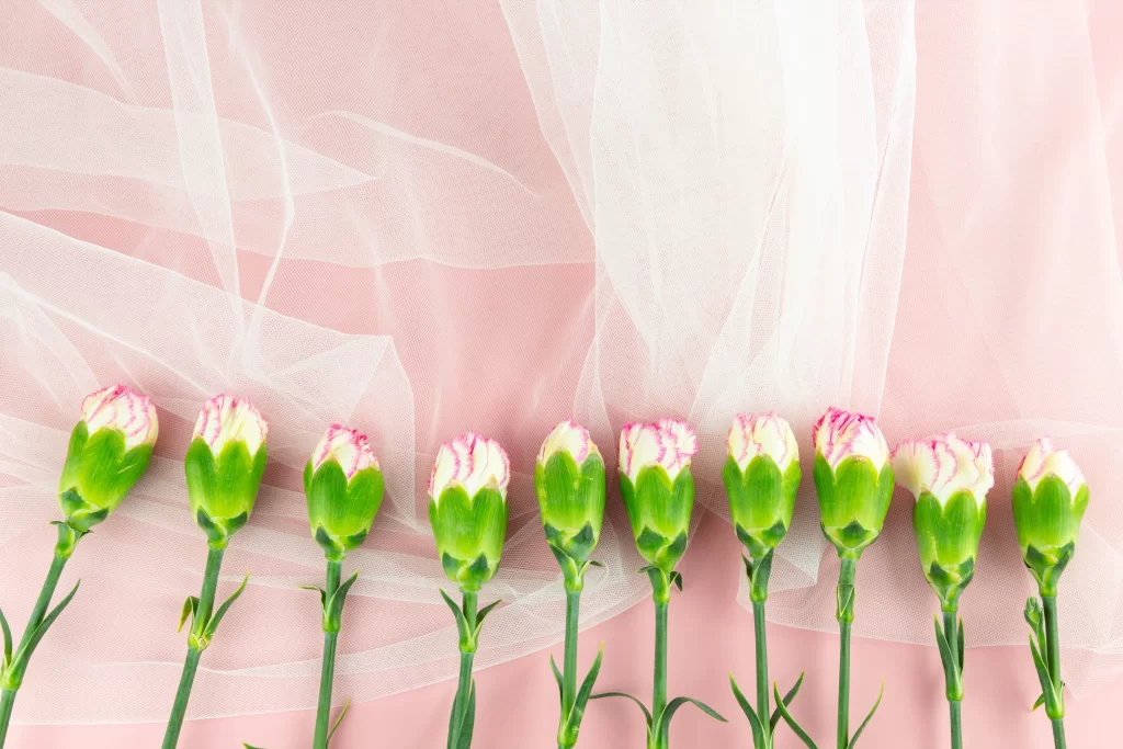 Pink Carnation Buds Blooming Green Stems