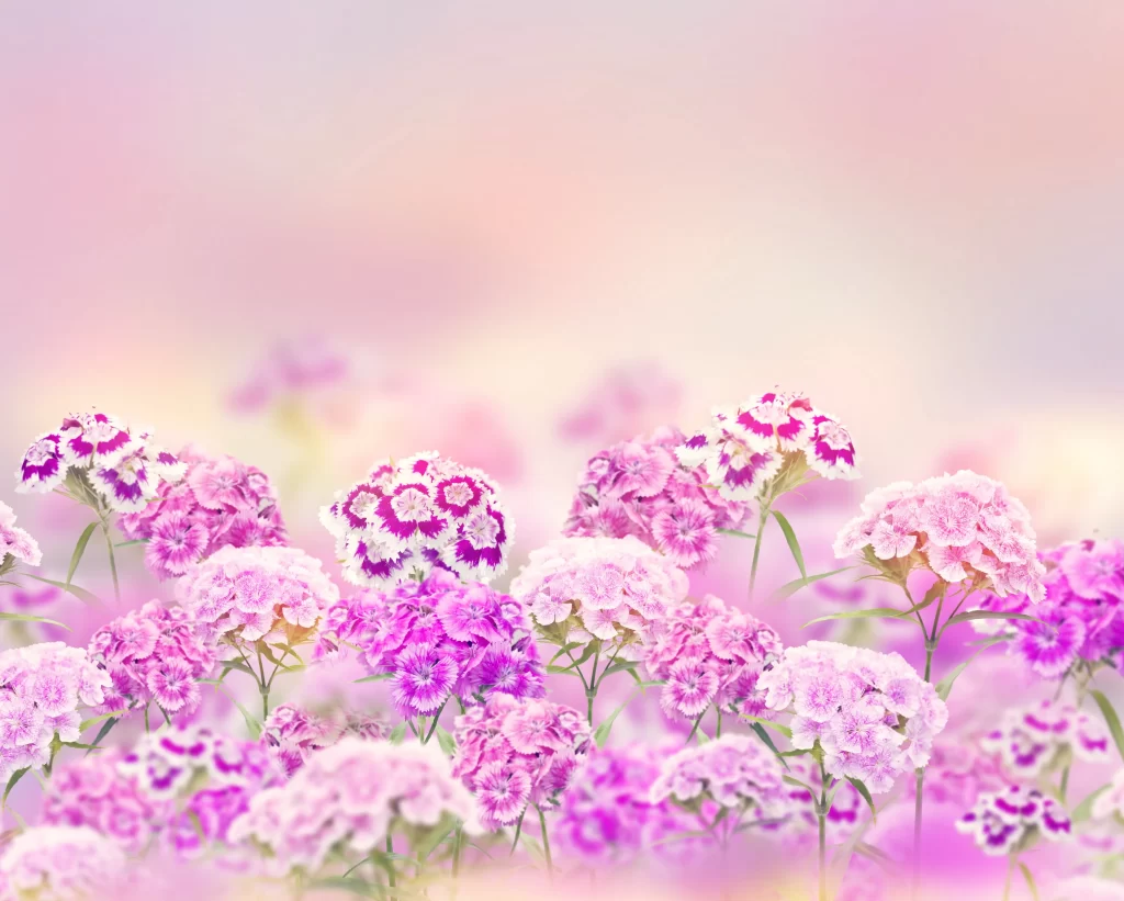 Pink Carnation Cluster Petals Soft Focus