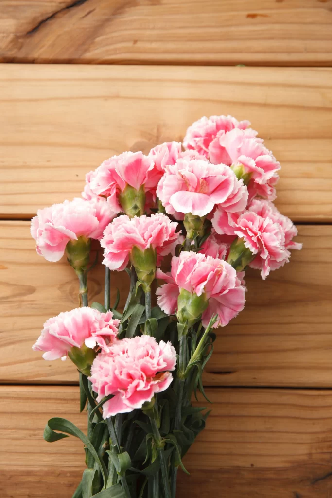 Pink Carnation Cluster Petals Green warm Stems