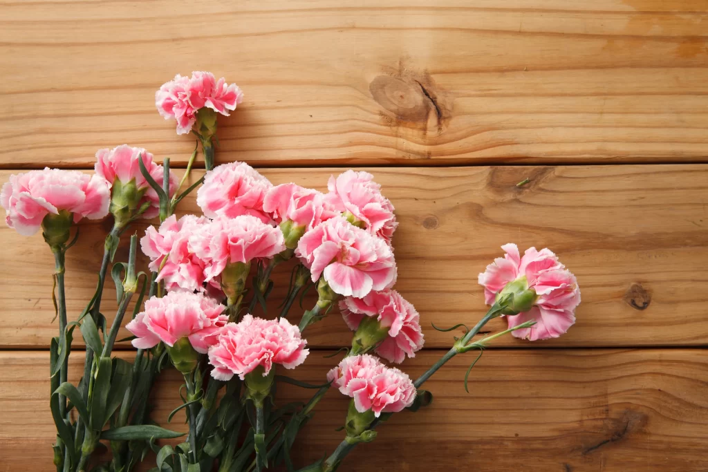 Pink Carnation Cluster Petals Green warm Stems