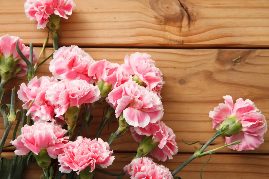 Pink Carnation Cluster Petals Green warm Stems