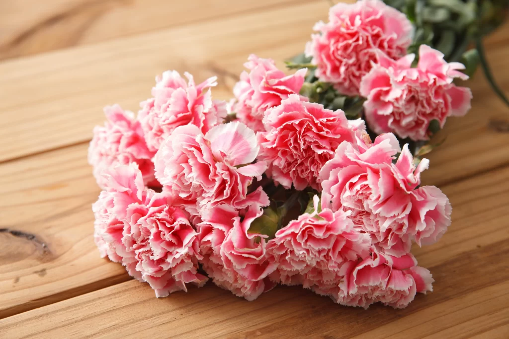 Pink Carnation Cluster Petals Ruffled Texture