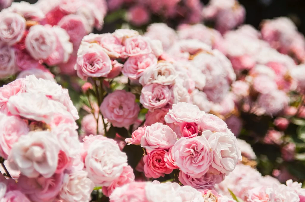 Pink Carnation Cluster Petals warm Sunlight