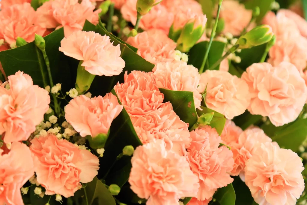 Pink Carnation Cluster Petals Green warm Leaves