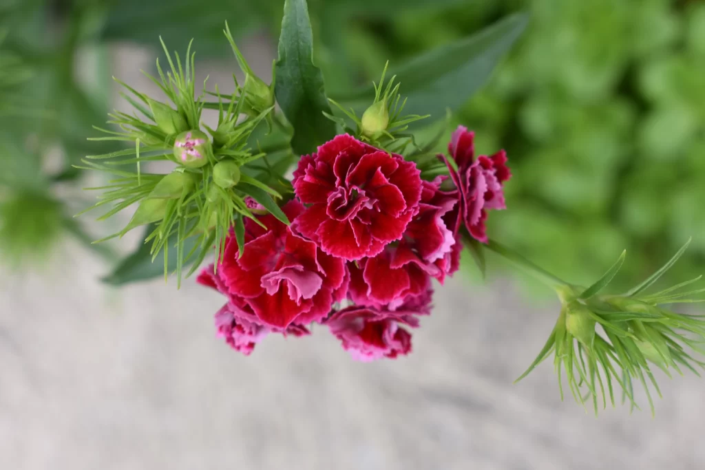 Pink Carnation Cluster Petals warm Greenery