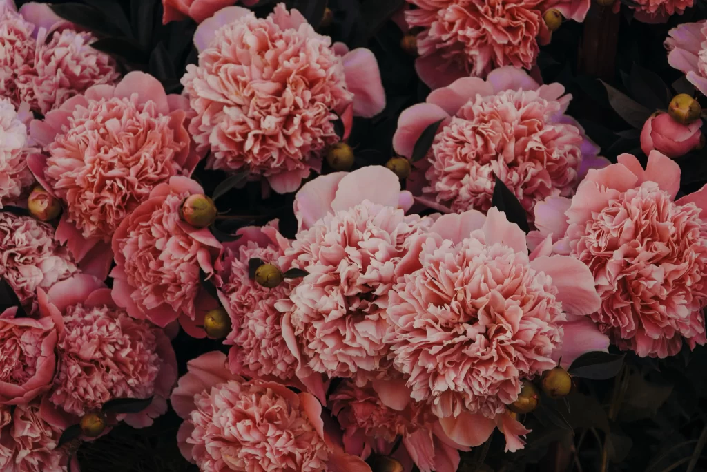 Pink Carnation Cluster Petals Dark Background