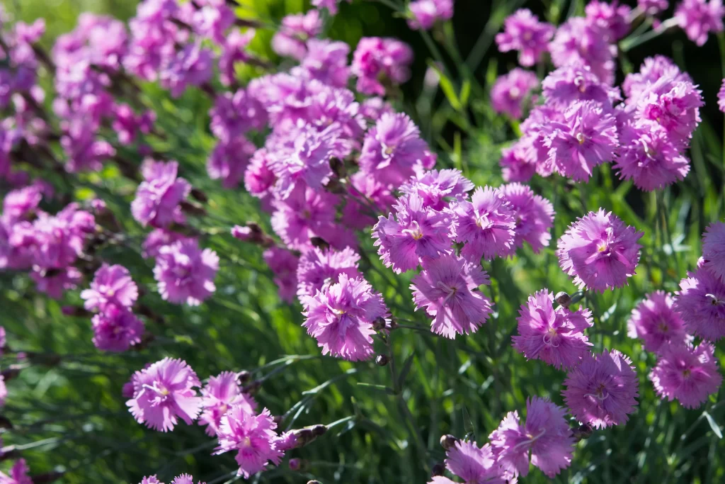 Pink Carnation Cluster Petals gray Sunlight