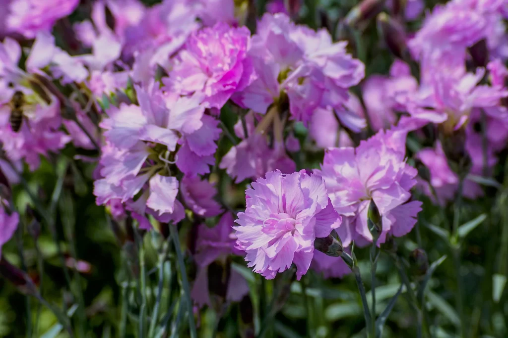 Pink Carnation Cluster Petals gray Greenery