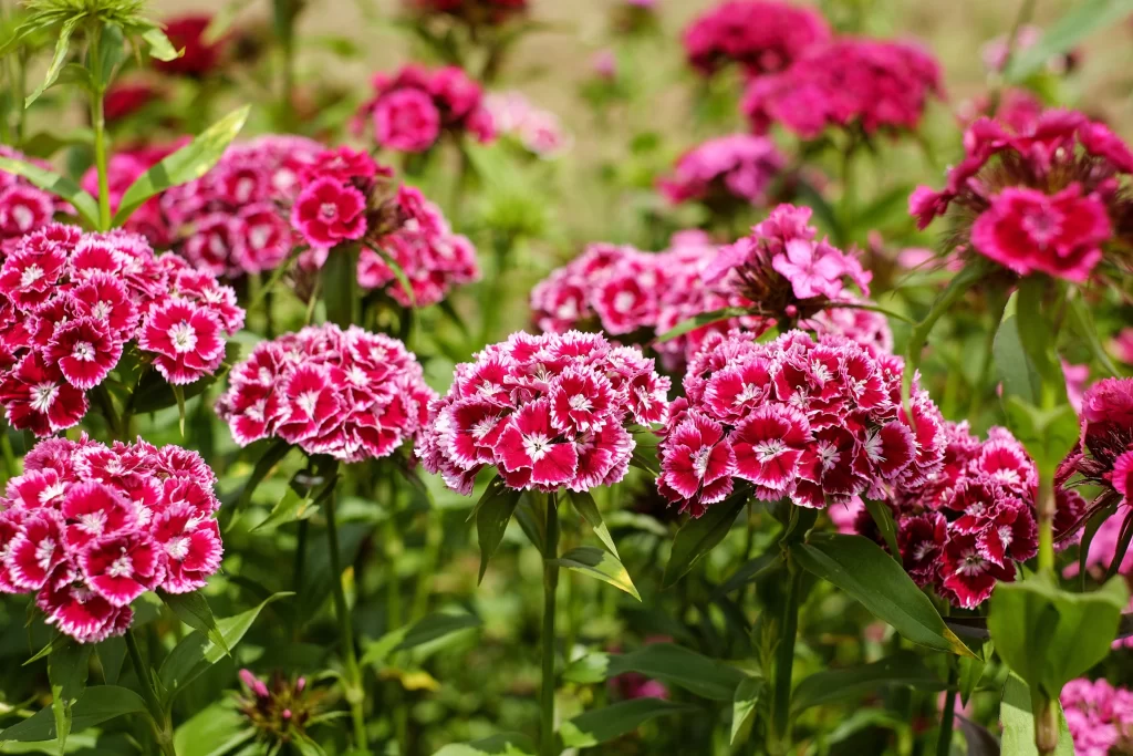 Pink Carnation Cluster Petals Green warm Leaves