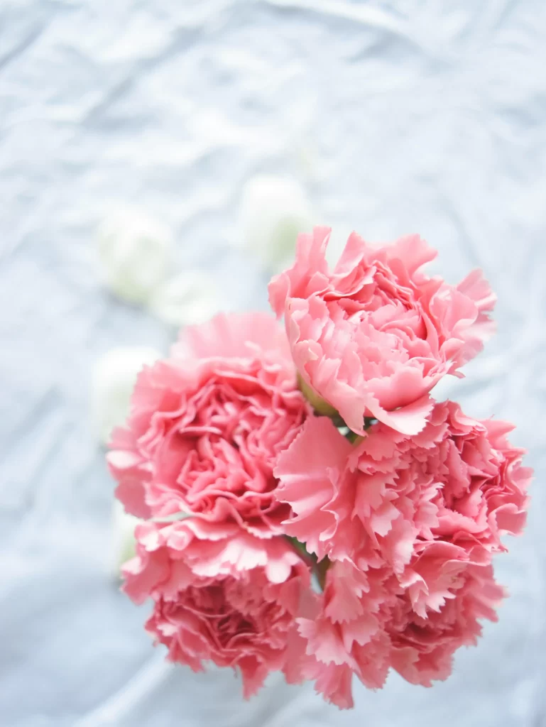 Pink Carnation Cluster Petals Soft