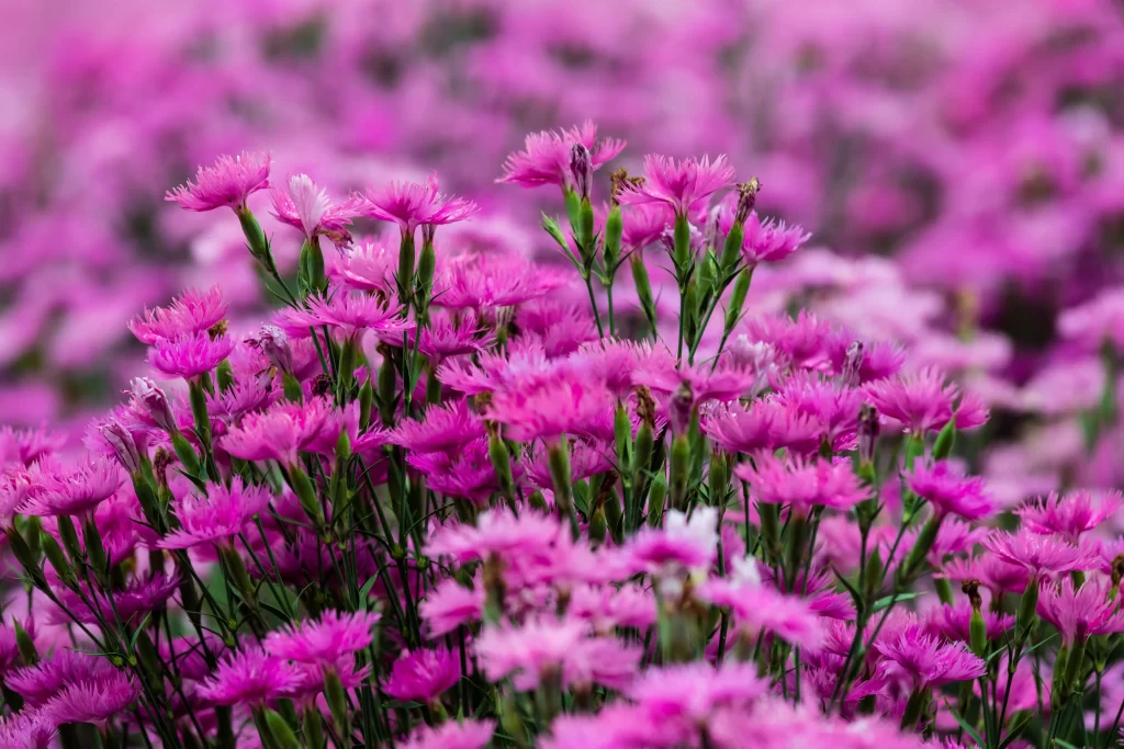 Pink Carnation Cluster Petals Green warm Stems