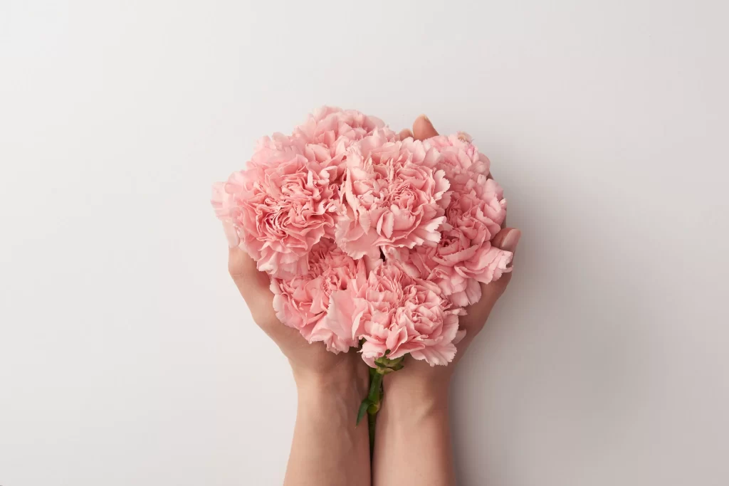 Pink Carnation Cluster Ruffled Petals Hands