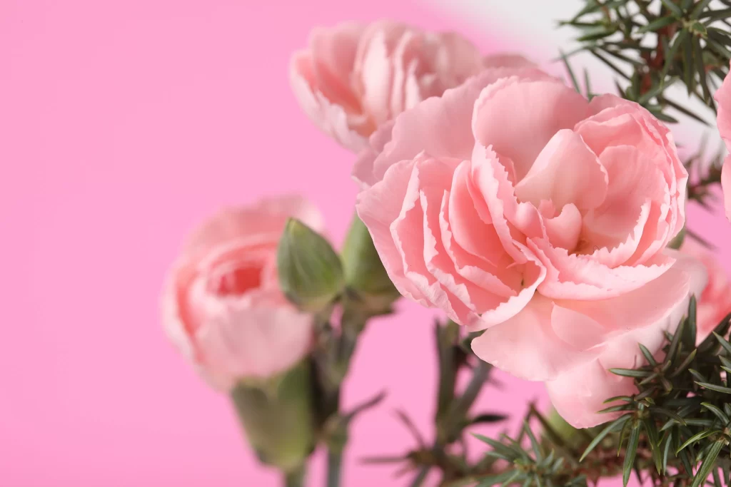 Pink Carnation Flower Petal Soft Focus Background