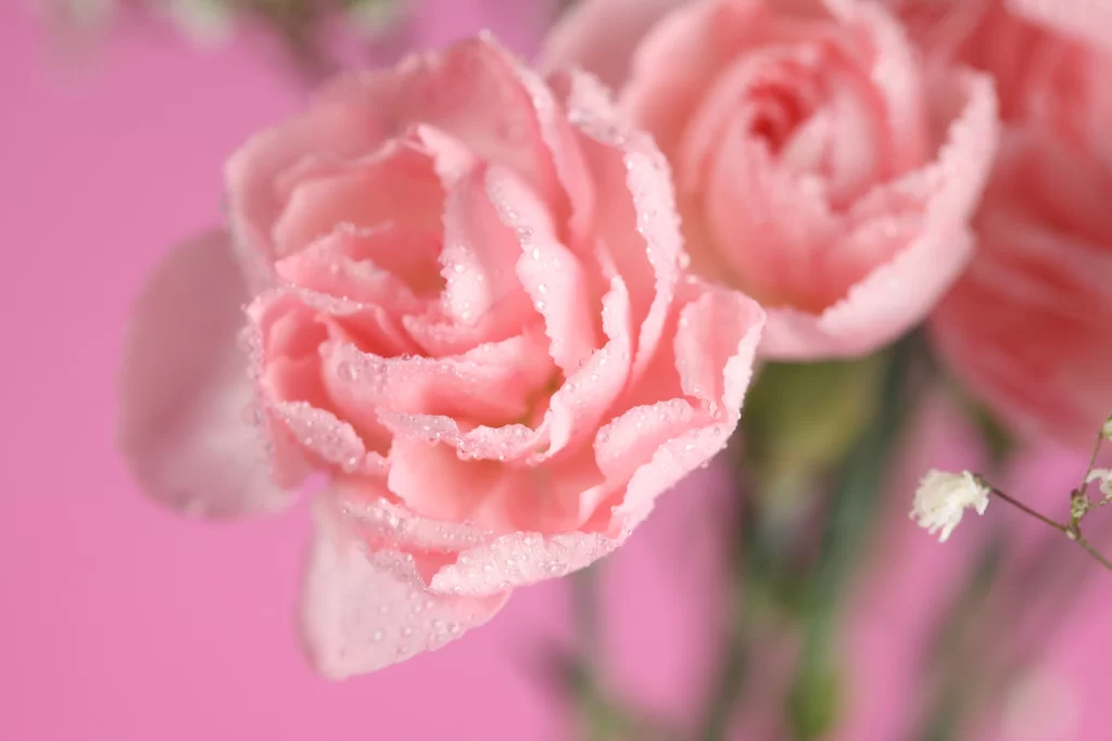 Pink Carnation Flower Petal Macro Photography