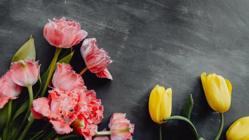 Pink Carnation Fringed Petals Dark gray Background