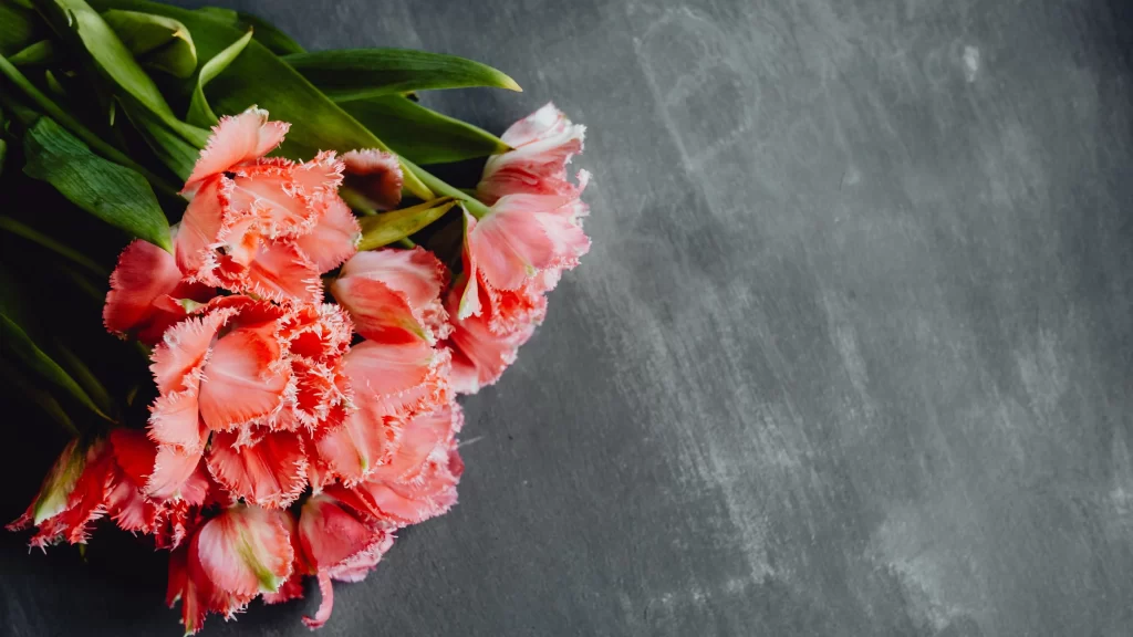 Pink Carnation Fringed Petals Green gray Leaves