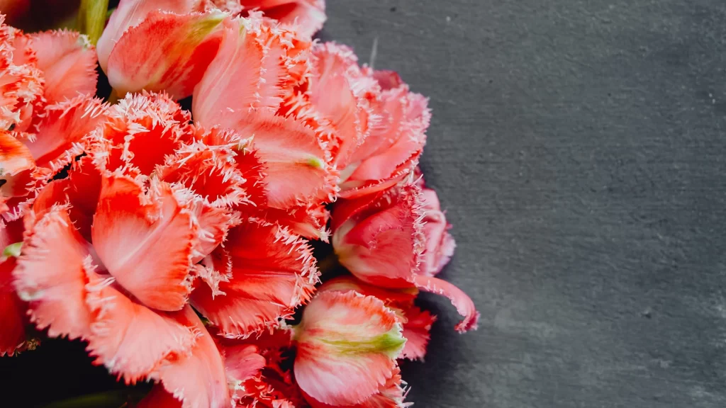 Pink Carnation Fringed Petals Dark warm Background