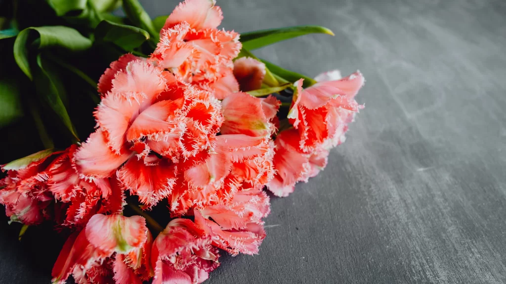 Pink Carnation Fringed Petals Green warm Leaves