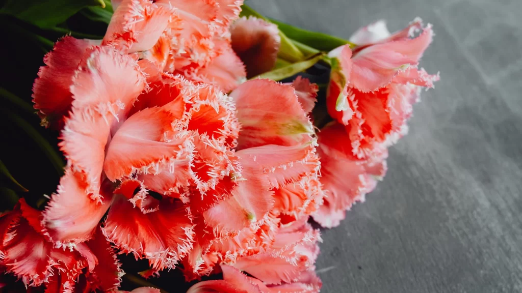 Pink Carnation Fringed Petals Blooming