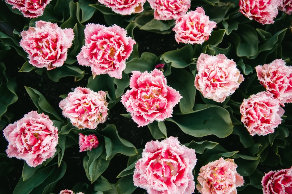 Pink Carnation Fringed Petals Green gray Leaves