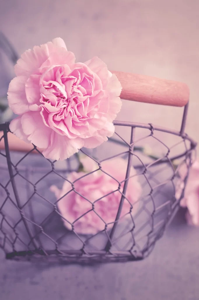 Pink Carnation Petals Basket Ruffled Texture