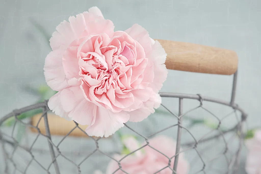 Pink Carnation Petals Basket Handle