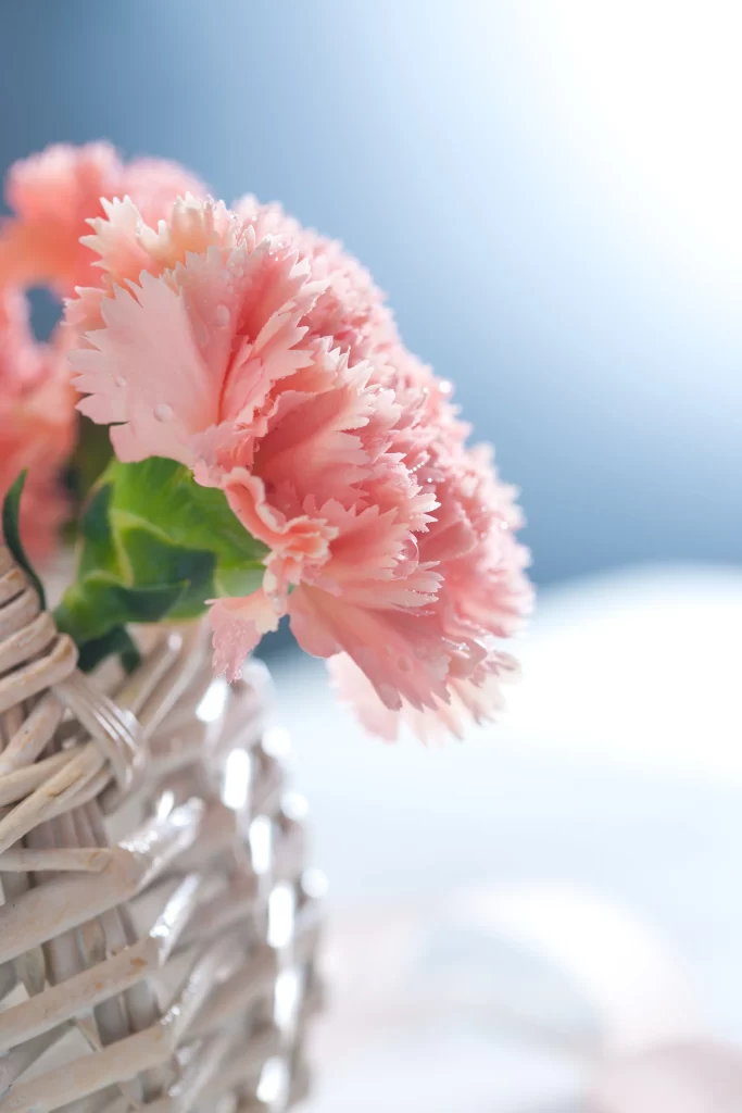 Pink Carnation Petals Basket Dewdrops