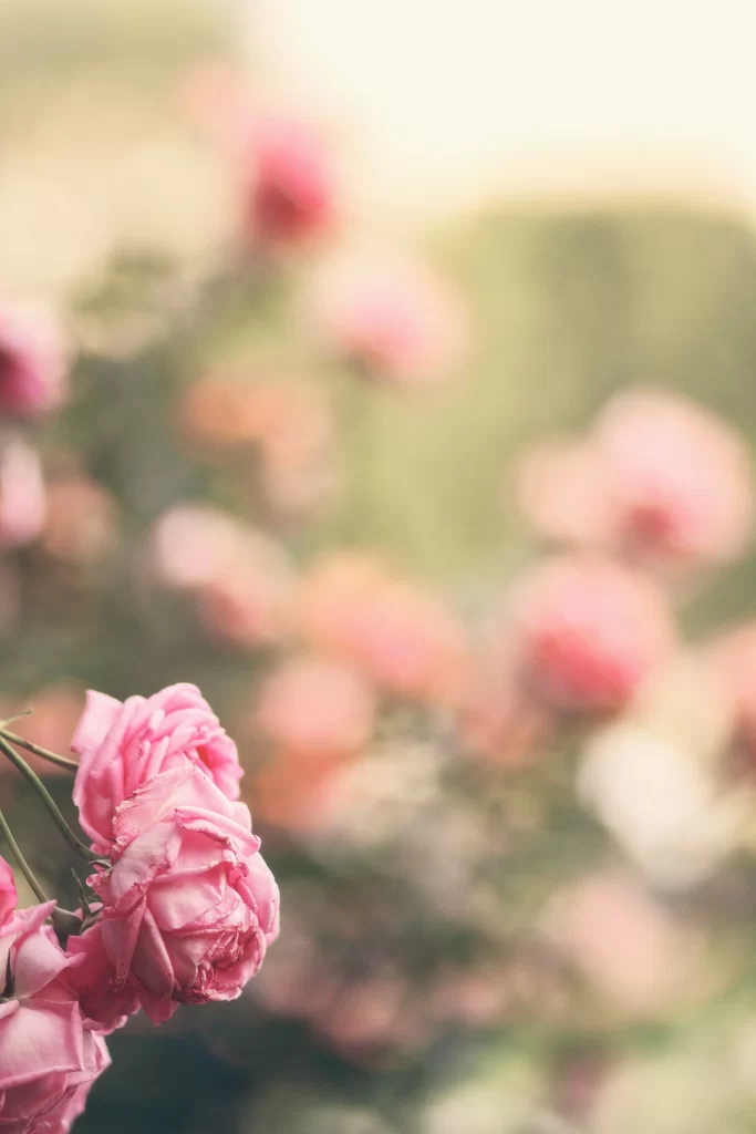 Pink Carnation Petals Blurred Background