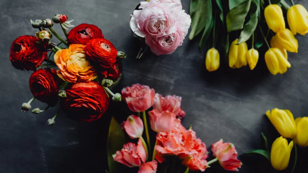 Pink Carnation Petals Dark gray Background
