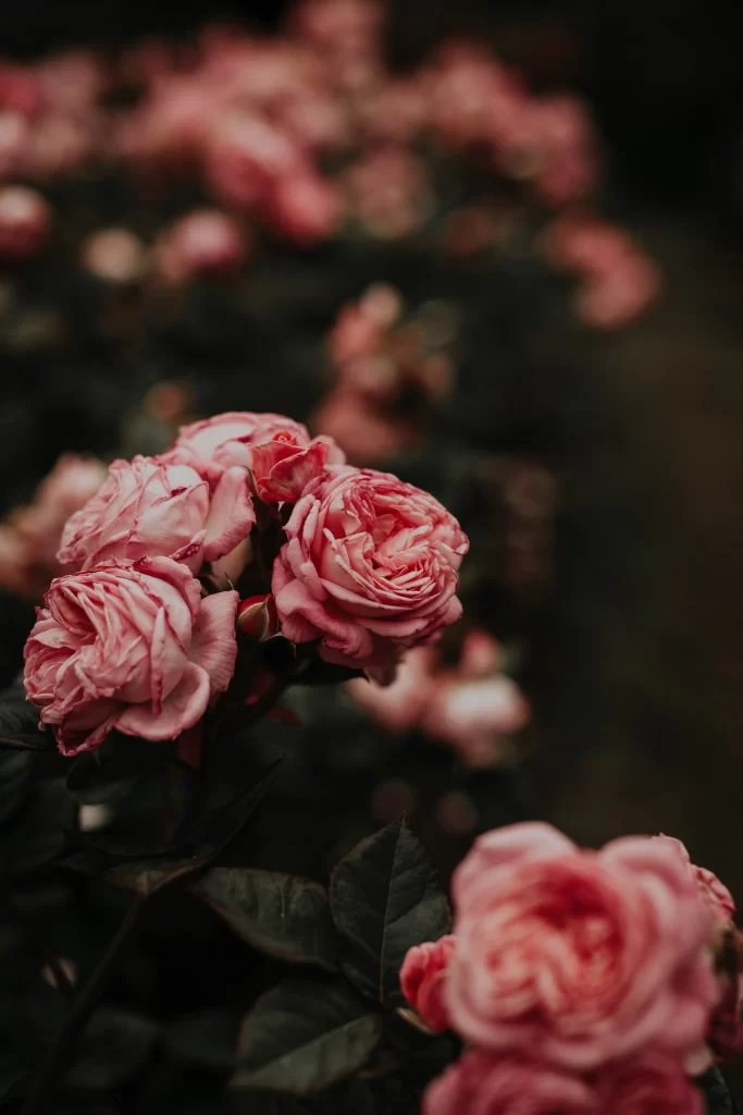 Pink Carnation Petals Dark gray Background