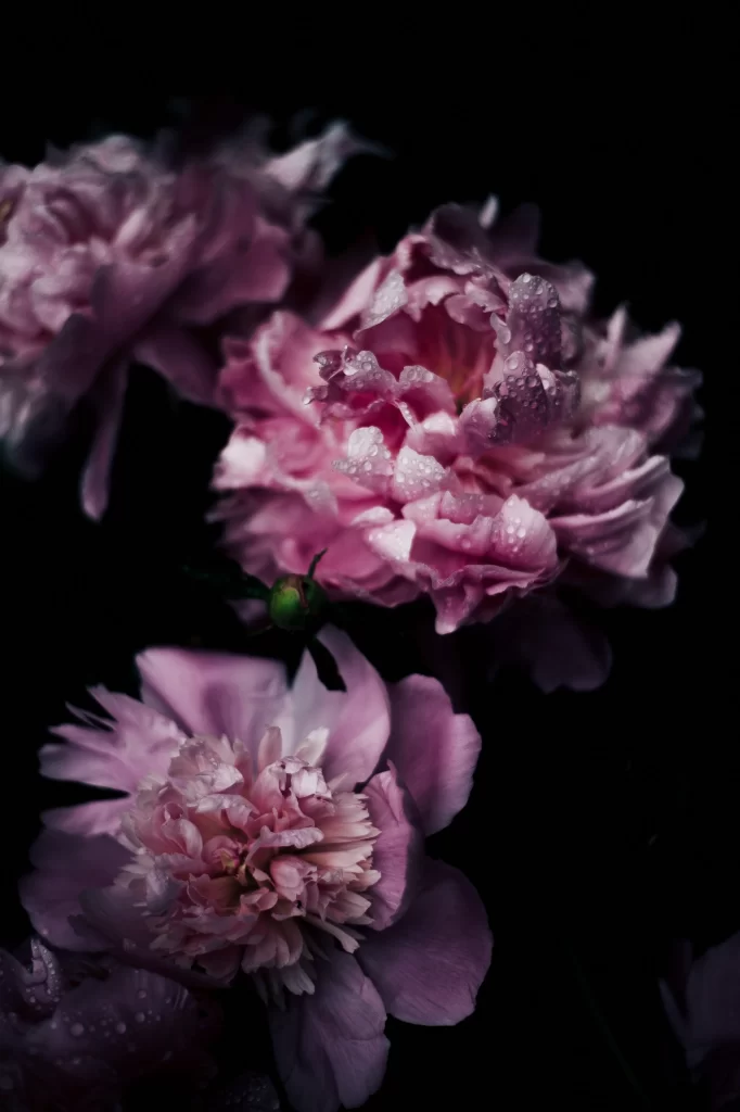 Pink Carnation Petals Dewdrops Dark Background