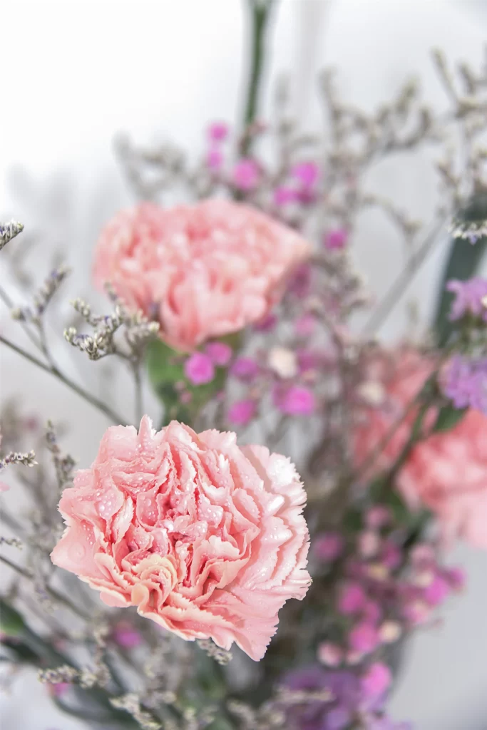 Pink Carnation Petals Dewdrops Delicate