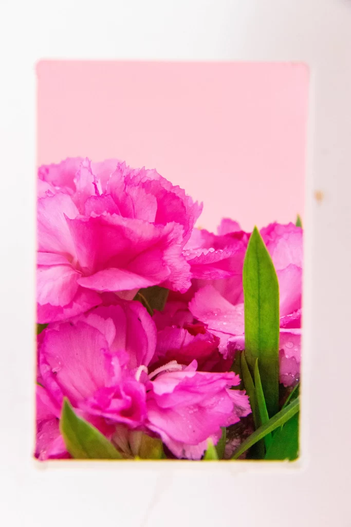 Pink Carnation Petals Dewdrops Green Leaves