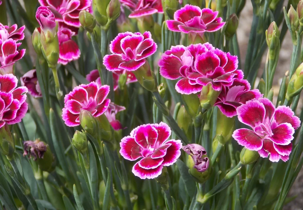 Pink Carnation Petals Edges Ruffled Green Stems