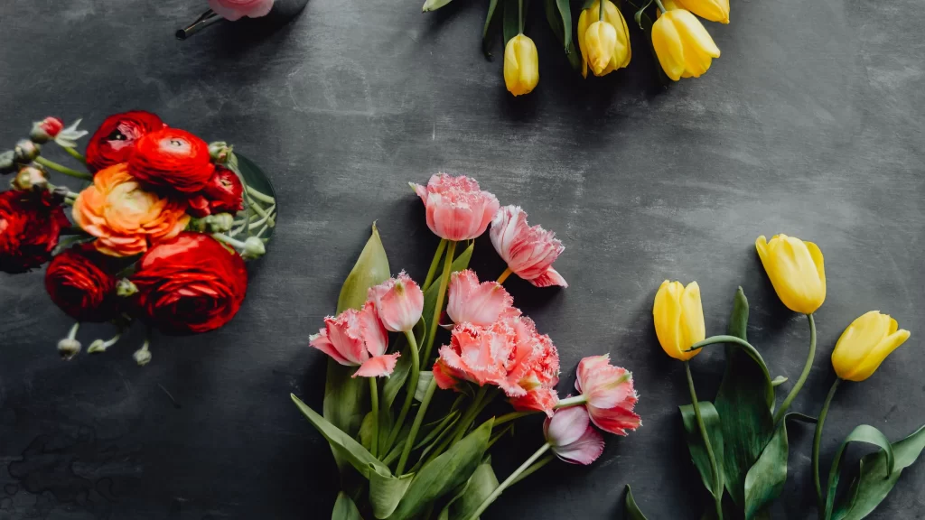 Pink Carnation Petals Fringed Tulips Yellow