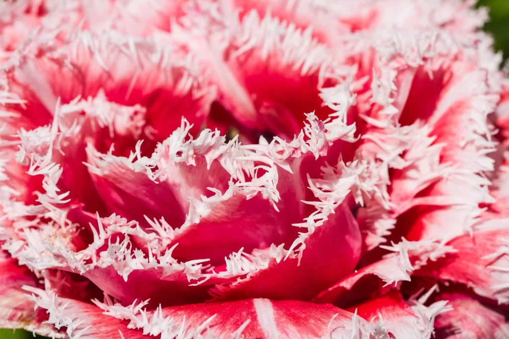Pink Carnation Petals Fringed Edges Bright