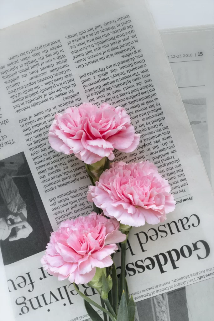 Pink Carnation Petals Full Blooms Green Stems