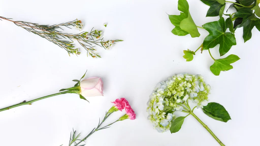 Pink Carnation Petals Greenery