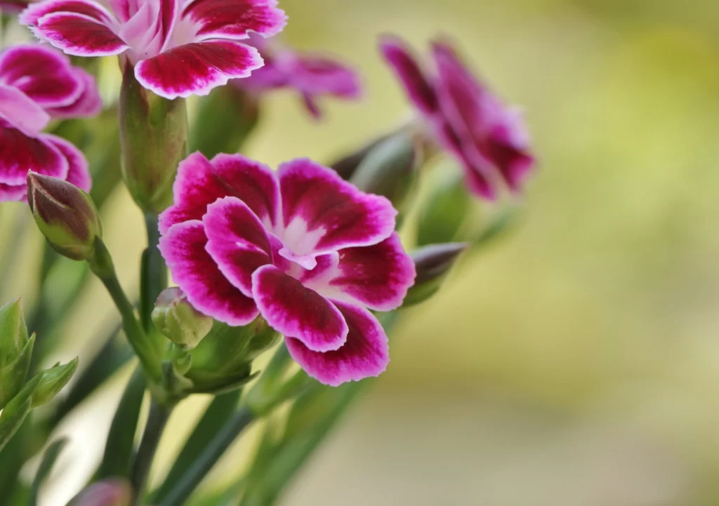 Pink Carnation Petals Green warm Stems