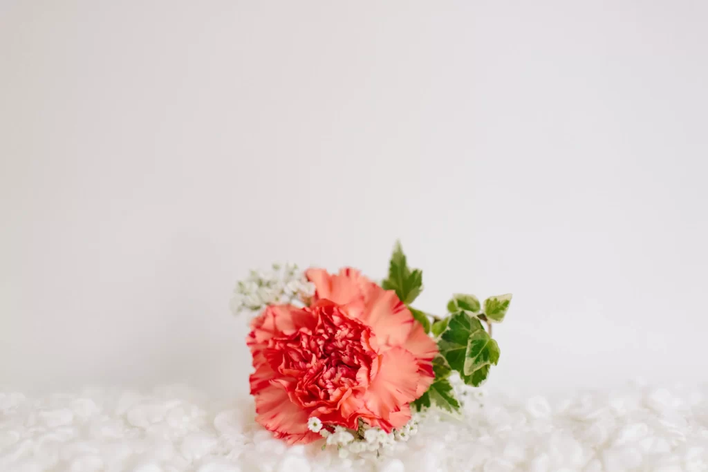 Pink Carnation Petals Green Leaves White Flowers