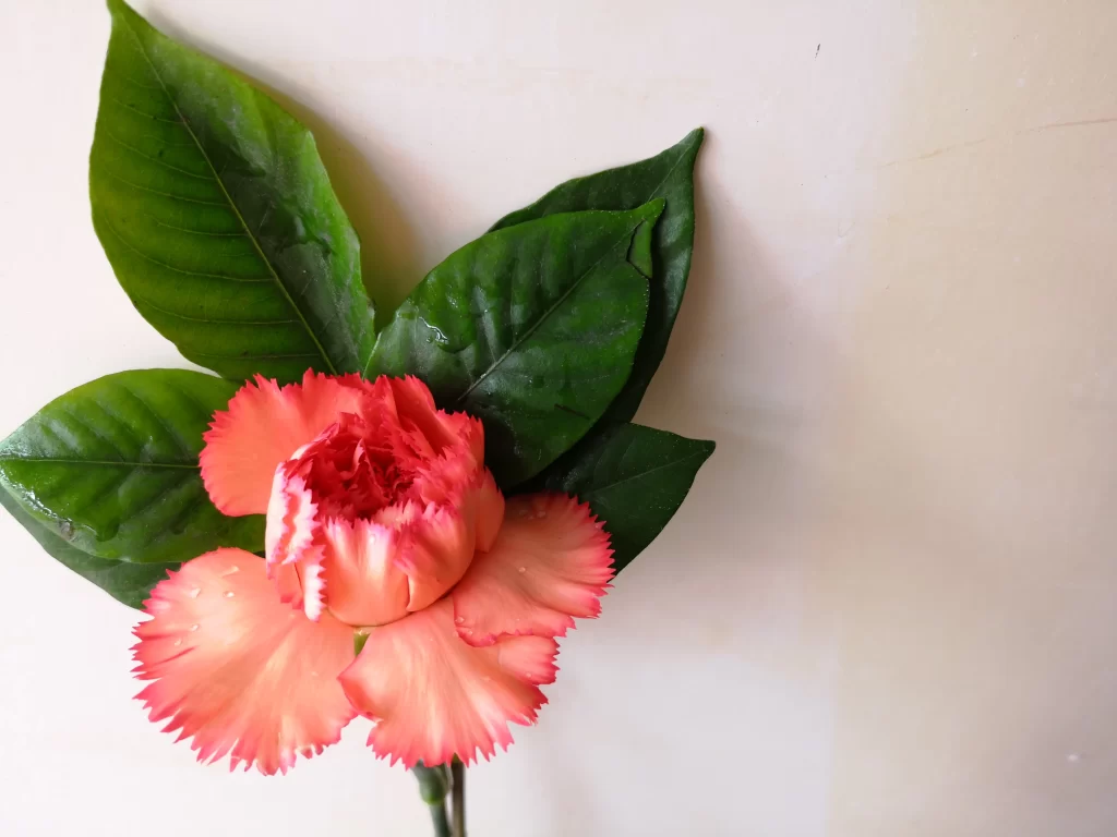 Pink Carnation Petals Green gray Leaves