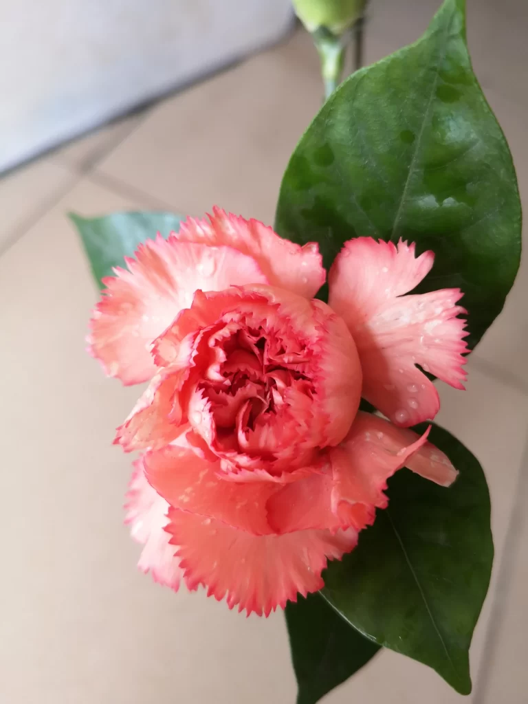Pink Carnation Petals Green warm Leaves