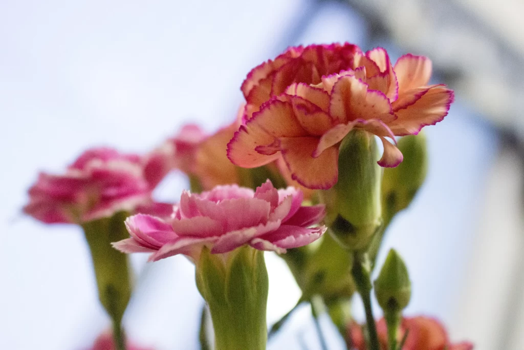 Pink Carnation Petals Green gray Stems