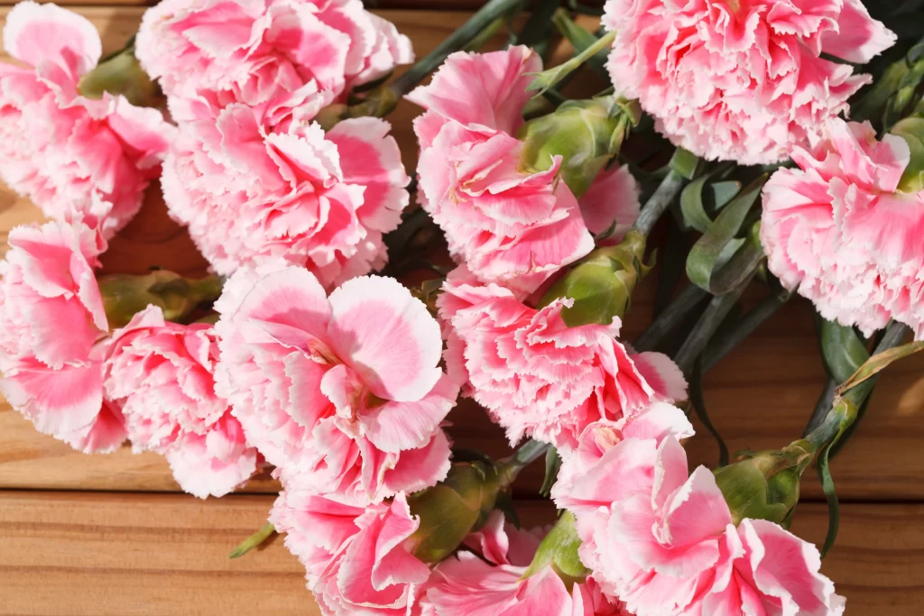 Pink Carnation Petals Ruffled Green warm Stems