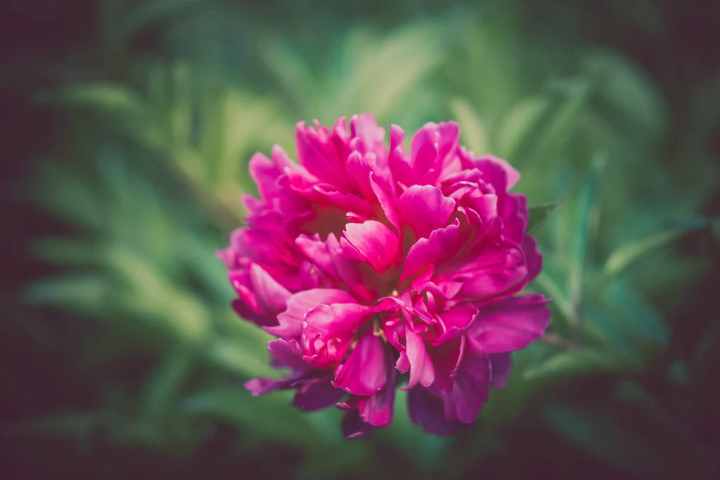 Pink Carnation Petals Ruffled Green