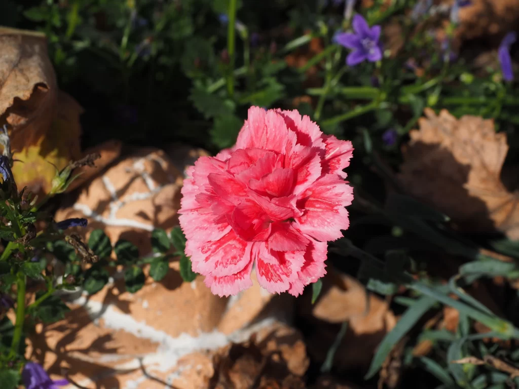 Pink Carnation Petals Ruffled Edges Greenery
