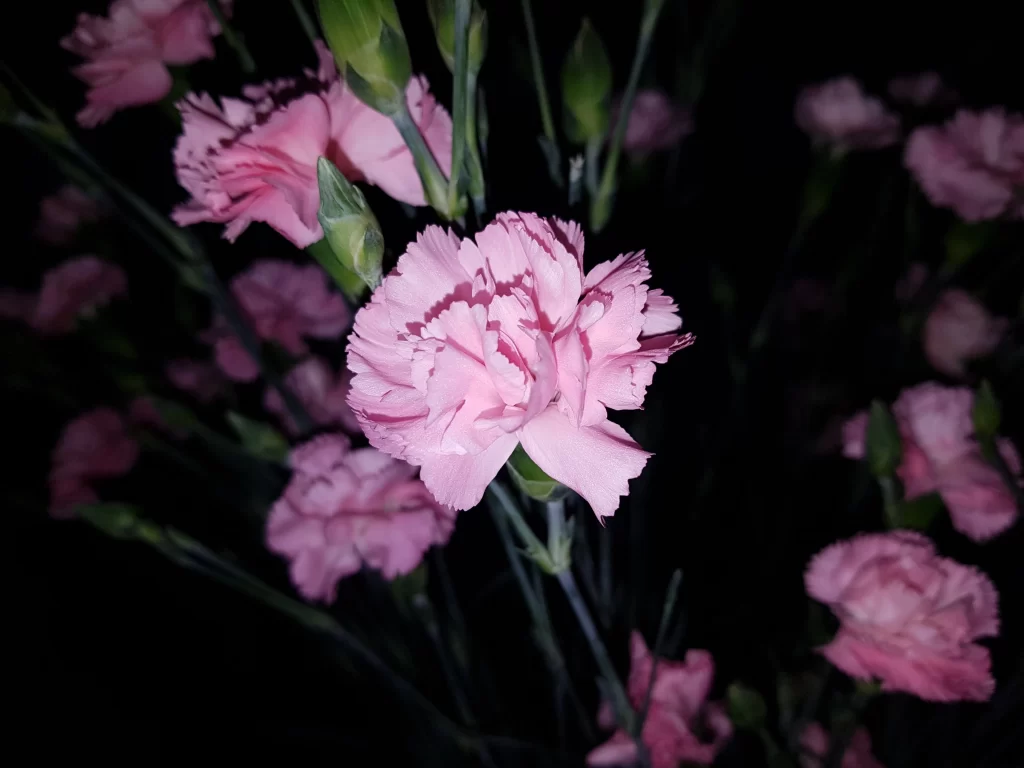 Pink Carnation Petals Ruffled Dark Background