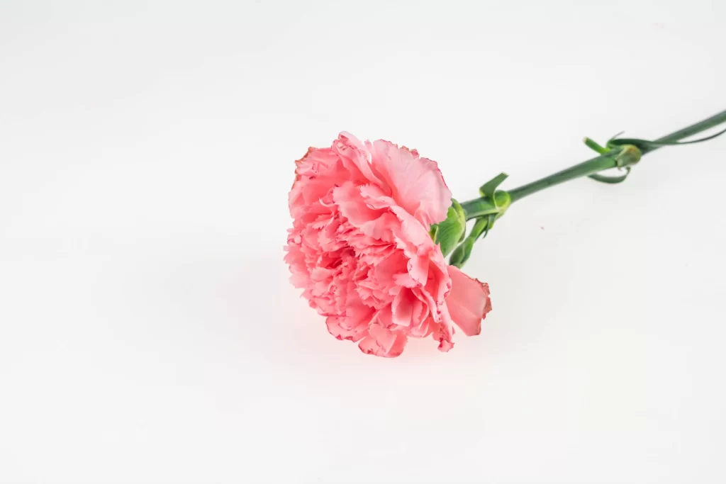 Pink Carnation Petals Ruffled Edges Green Stem